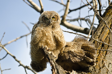 Young Owlet Making Direct Eye Contact From Its Nest