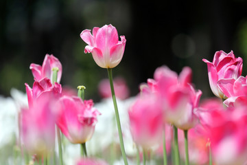 Obraz premium the highlighted pink Tulip among the rest of the tulips