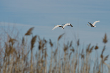Flock of Tundra Swans Flying Across the Marsh