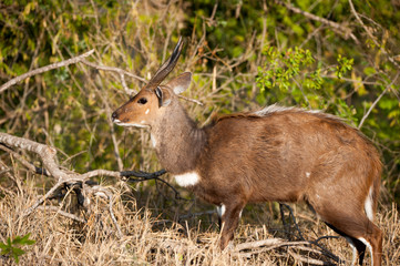 bushbuck in the bush