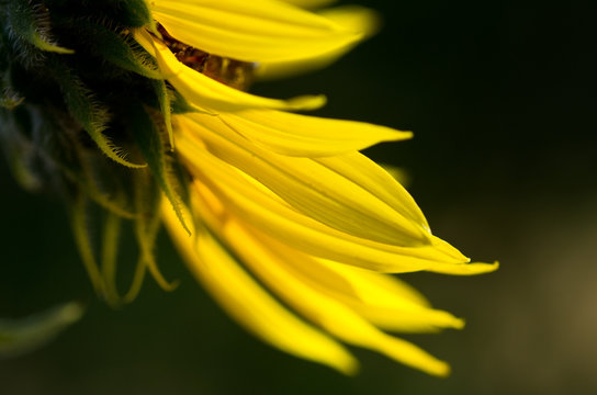 Yellow Sunflower Petals Against a Dark Green Background