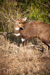 Bushbuck in the bush