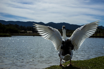 Parque Centenário Mogi das Cruzes