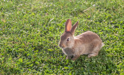 Little rabbits on the grass