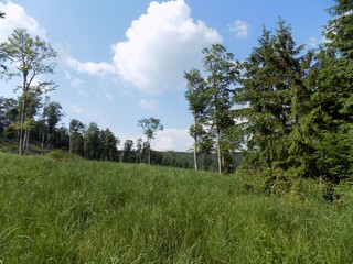 Meadow, forest and sky