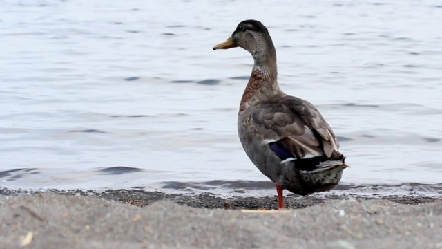 female gadwall, anas strepera 