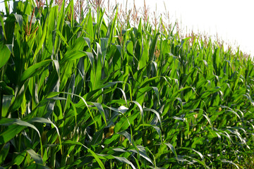 Obraz premium Maisfeld