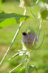 Wilde Karde