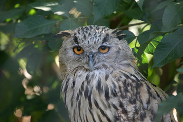 portrait of an eagle owl with