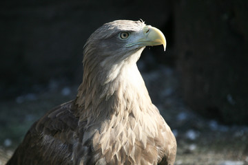 eagle looking to the side