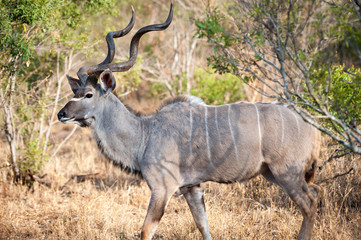 Obraz na płótnie Canvas Male Kudu at Kruger National park