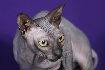 the studio photo of sphinx cat