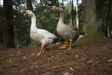 Dupla inseparável