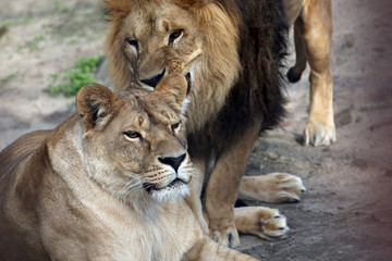 game the lion and the lioness