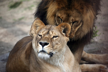 game the lion and the lioness