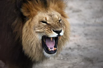 Poster portrait of a snarling african lion © photosaint