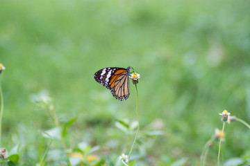 butterflies sucking nectar from flowers.