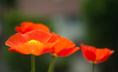 Fototapeta premium Papaver poppy flower on background of green leafs, blur macro by helios