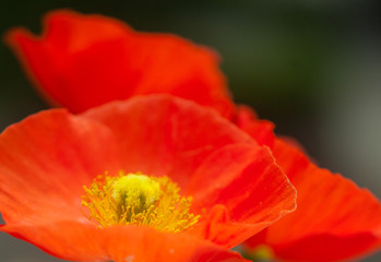 Fototapeta premium Papaver poppy flower on background of green leafs, blur macro by helios