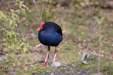 Pukeko
