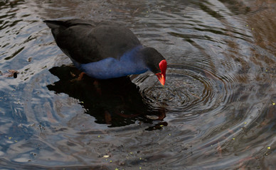 Pukeko bird drinks watrer in a pond