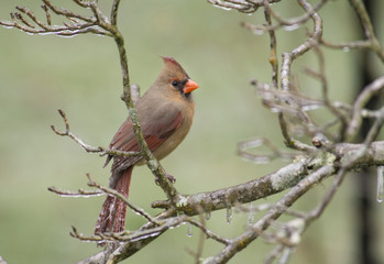 Female Cardinal perched on a limb in an ice storm.