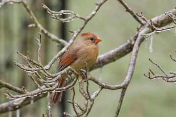 Female Cardinal perched during an ice storm.