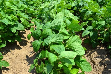 枝豆の王様「だだちゃ豆」の畑／山形県鶴岡市のだだちゃ豆畑で「枝豆の王様」と言われる「だだちゃ豆」の栽培風景を撮影した写真です。鶴岡市の畑で栽培された「だだちゃ豆」は、甘味と独特の濃厚な風味を持っており、一度「だだちゃ豆」を食べれば虜となり、他の枝豆には戻れなくなると言われています。