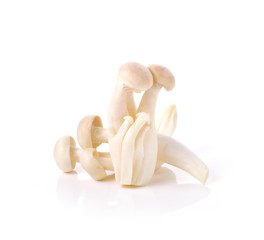 Brown beech mushroom (Shimeji)