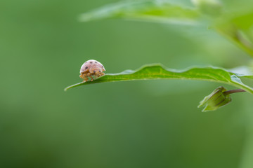 Small insect orange Eating leaves .