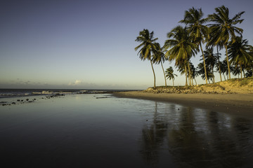 Fototapeta na wymiar Coqueiros na praia de Maracajau - RN, Brasil