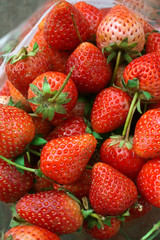 close up of fresh strawberry in clear bag