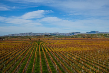 Fototapeta na wymiar Grape fields in Autumn