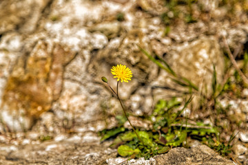 Dandelion flowers on rock background