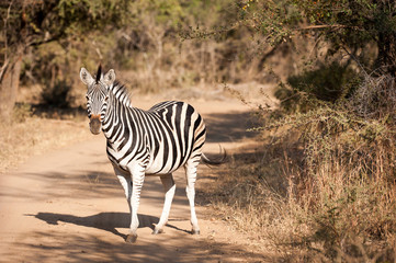 Zebra on a dirt road