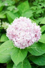 Obraz premium Hydrangea flower in the garden