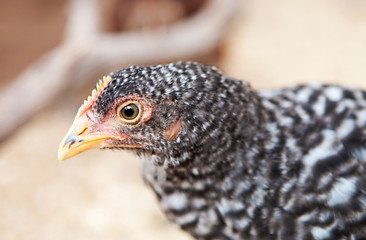 Young Plymouth Barred Rock Pullet