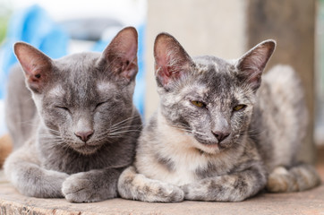Cute cat are sleeping together