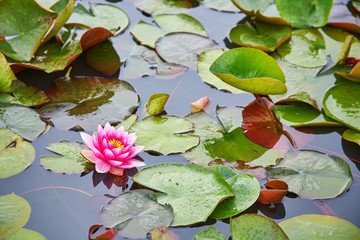 White and pink waterlilies in a pond