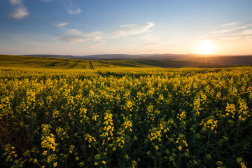 Beautiful yellow field sunny landscape