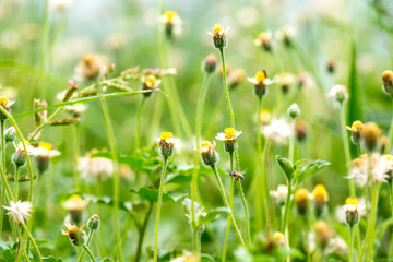 Little yellow flower