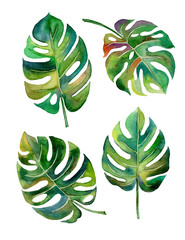 Split Leaf Philodendron  watercolor on white background vector,illustration EPS10 © Planolla