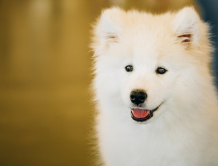 White Samoyed Dog Puppy Whelp Close Up