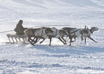 Photo sur Plexiglas Cercle polaire Un habitant local conduit une équipe de cerfs arctiques dans le nord de la Sibérie