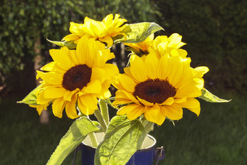 Bouquet of sunflowers in the garden.