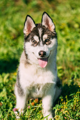 Young Happy Husky Puppy Eskimo Dog