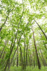 新緑の森