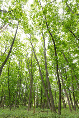 新緑の森