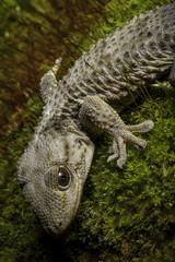 Macro di un geco su del muschio. 