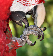 Parrot Foot Close Up